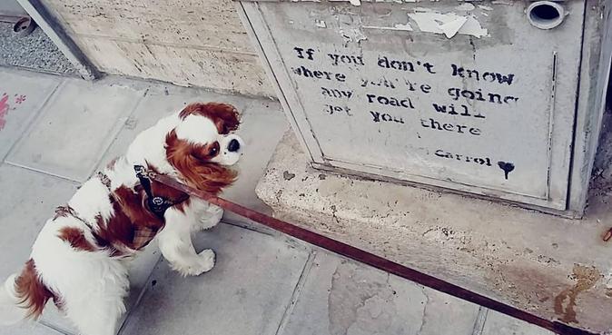 Affidabilità, Responsabilità e tante coccole!, dog sitter a Bari, BA, Italia