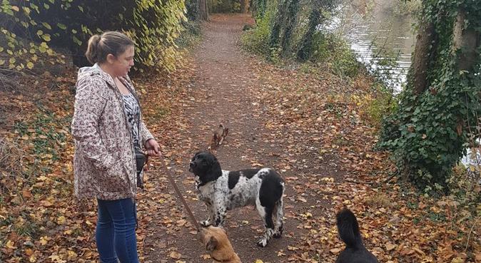 Does your dog love to play with other dogs?, dog sitter in Chertsey