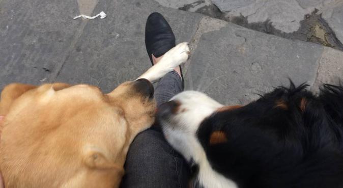 Coccole e tante passeggiate con gli amici dei cani, dog sitter a Florence