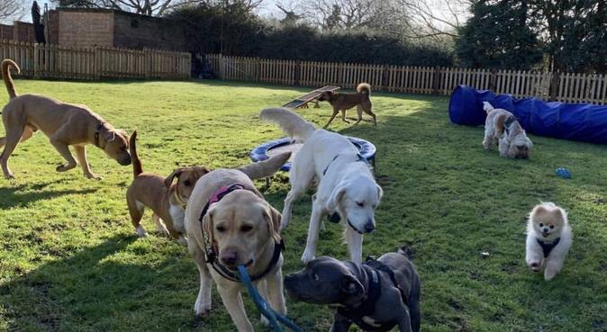 Day Care Centre & Boarding 🐾🐶, dog sitter in Woodford Green Essex