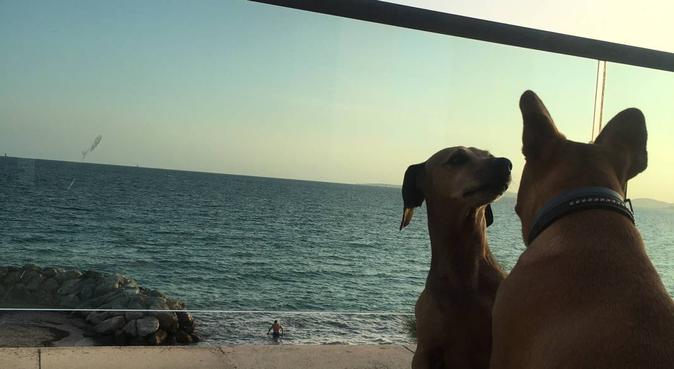 Home by the sea with plenty of cuddles and walks, dog sitter à Palma de Mallorca
