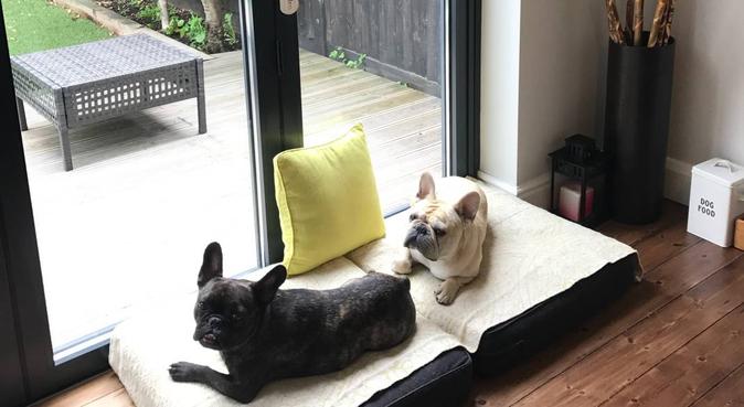The French Bulldog & Co., dog sitter in London