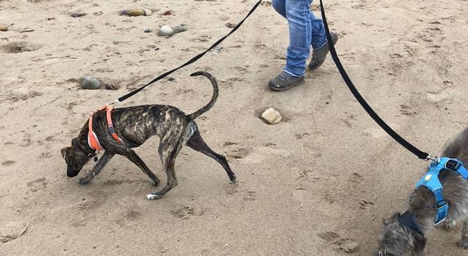 Walks, dog sitting and boarding by the coast, dog sitter in Whitley Bay