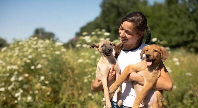 Galaxia Oxido teatro Cuidadores de perros en A Coruna | Cuidadores de perros y paseadores de  perros locales | DogBuddy