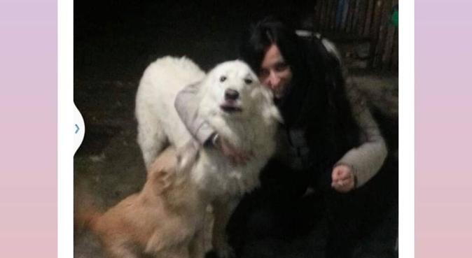 Affetto e rispetto per i nostri amici animali, dog sitter a Settimo Torinese
