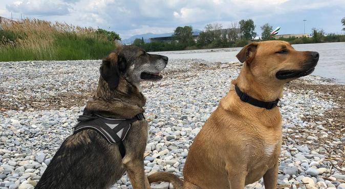 De sympathiques & jolies garderies en sécurité !, dog sitter à Cagnes-sur-Mer