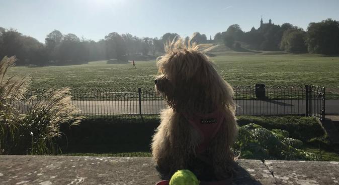 Doggy day care with a friendly neighbour, dog sitter in Greenwich