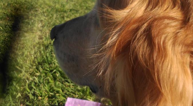 Perrunos budistas buscan amigos nuevos!!, dog sitter in Palma de Mallorca, España