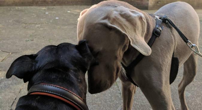 Snuggles, snuffles and strolls in Manor Park, dog sitter in London
