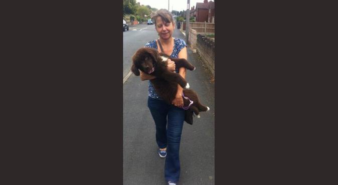A friendly & fun home away from home for all dogs!, dog sitter in West Bromwich