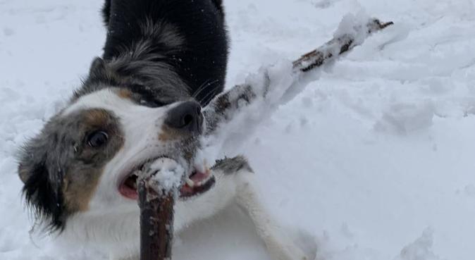Hundeelsker søker hunder å elske, hundepassere i Oslo, Norge
