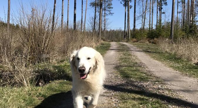 Rutinerad och kärleksfull hundpassning, hundvakt nära Bandhagen
