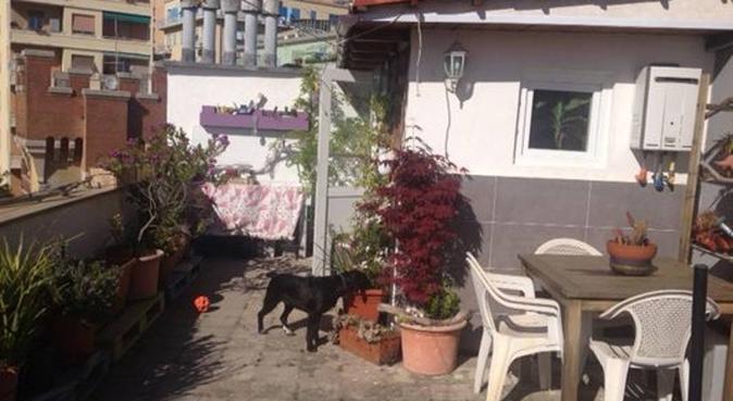amica per 4 zampe!, dog sitter a Genova