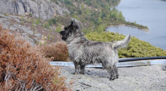 Hunden er den beste turkompis, hundepassere i Kristiansand