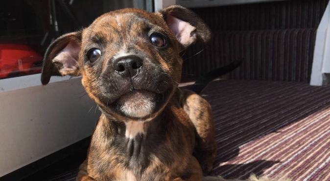 Dog love and care in bristol, dog sitter in Bristol, UK