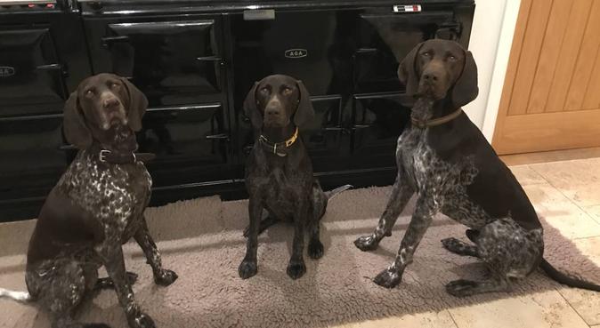 Experience with gundog breeds, dog sitter in Windsor, UK