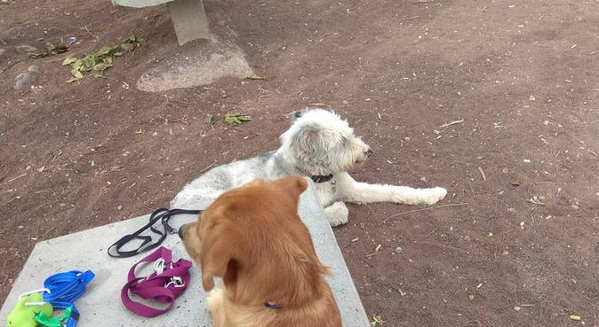 Diversión entre amigos perrunos, dog sitter a Las Palmas de Gran Canaria