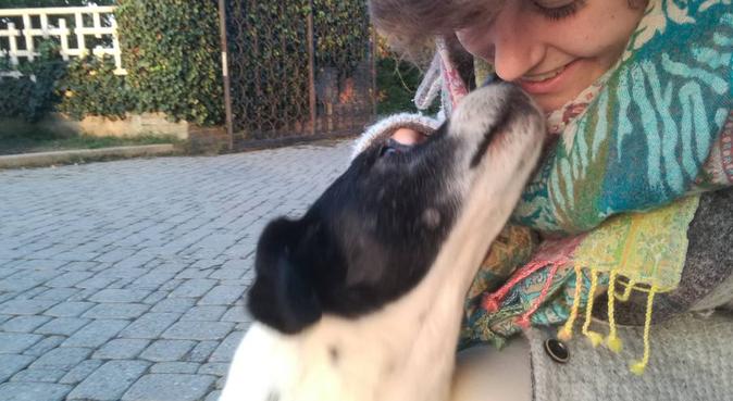 Passeggiate al parco in allegria, dog sitter a Grugliasco, TO, Italia