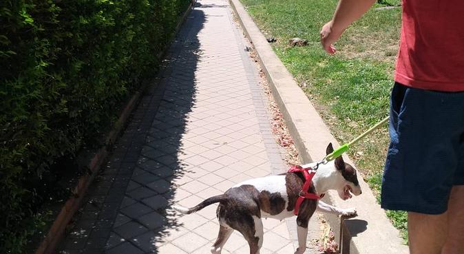 El lugar ideal para tu mascota, dog sitter in Madrid