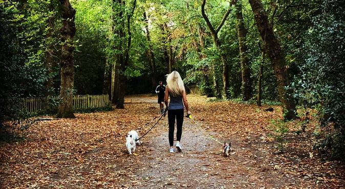 *Caring and Trustworthy* HOUSE Holland Park, dog sitter in London