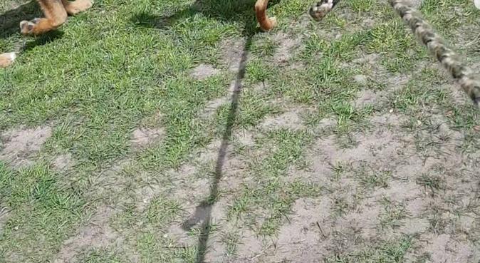 Betrouwbare, zeer ervaren hondenuitlaatster, hondenoppas in Hilversum