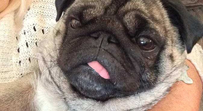 Buddy for dug the pug, dog sitter in Gloucester