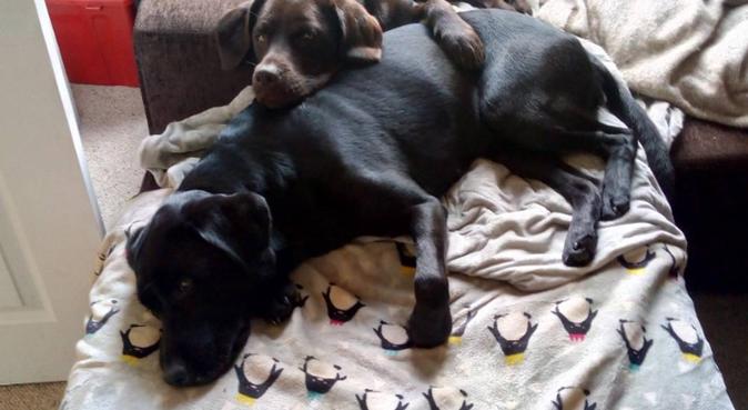 Home Away from Home in Blackheath, dog sitter in London
