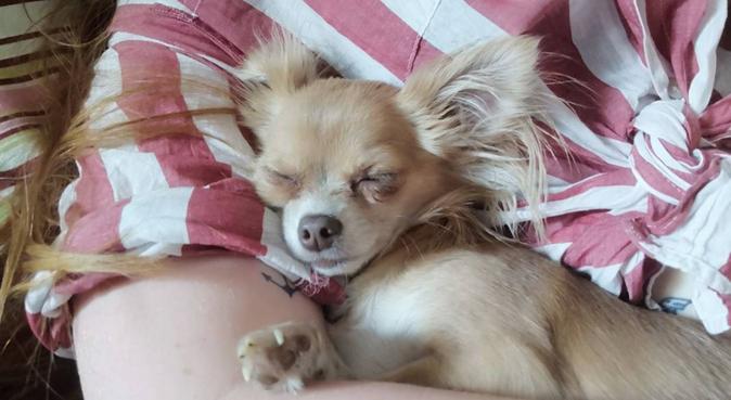 long walks and cuddles in plymouth and cornwall, dog sitter in Plymouth, UK