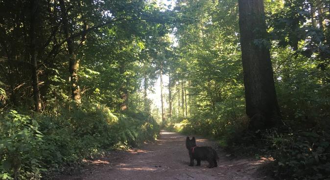 Long walks and cuddles in the countryside, dog sitter in Frome