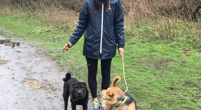 Dog happy activity and caring in Cambridge, dog sitter in Cambridge