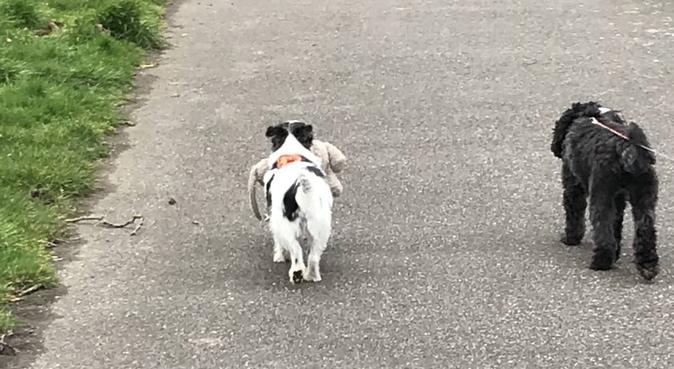 Dee’s Dog Walking 🐶💙, dog sitter in Epsom