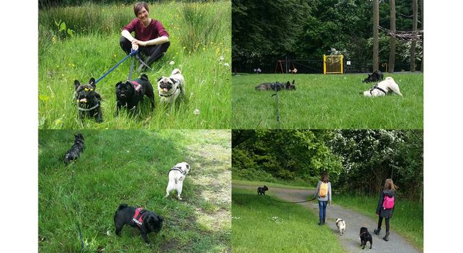 Tails and Wings Pet Care, Whitefield, dog sitter in Manchester
