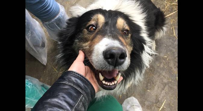 Tante coccole con una studentessa di veterinaria, dog sitter a Parma