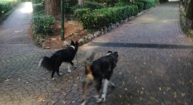 Dogsitter ed educatore cinofila referenziata, dog sitter a Torino, TO, Italia