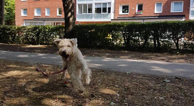 Nystartare som genuint uppfyller din hunds behov!, hundvakt nära Alnö, Sverige