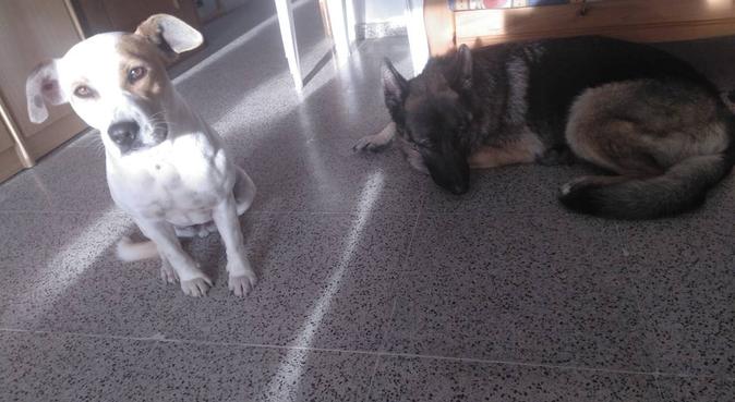 Paraíso perruno, dog sitter in Santa Pola, España