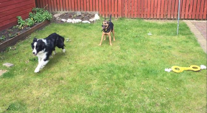 Doggy couple with tons of experience and love, dog sitter in Coatbridge