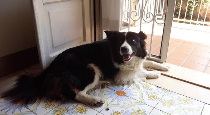 Dog sitter veterinaria per cani con esigenze speci, dog sitter a Bacoli