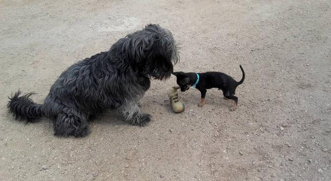 Casa de campo para cuidar perritos :), dog sitter in Elche
