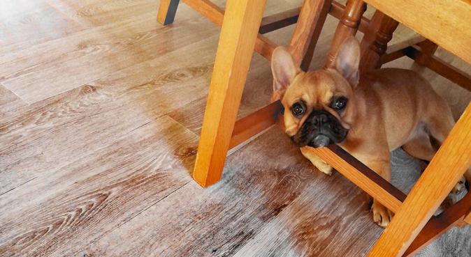 Dog Sitter TOURCOING 🐶, dog sitter à Tourcoing