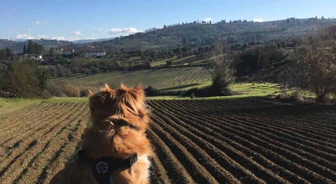 Soggiorno, Passeggiate e tante coccole, dog sitter a Florence