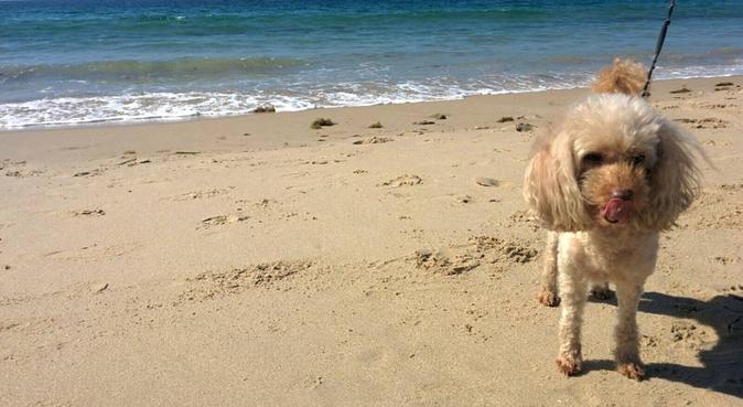 🐶¡Haz que tu peludo se sienta como en casa!, dog sitter in Algeciras