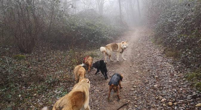 Zampa Sitters Nature Walking, dog sitter a Lonato, BS, Italia
