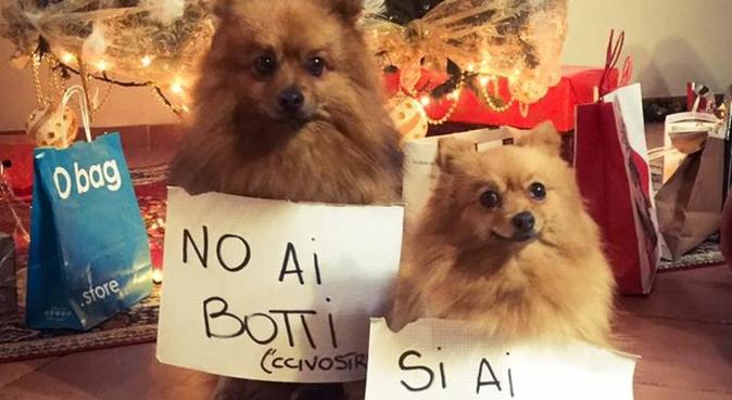 Responsabilità, tanti giretti e tanti sorrisi!, dog sitter a Roma