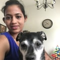 Sashmita at plano dog boarding dog boarding & pet sitting