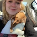 Lauren's Capisic Dog Retreat dog boarding & pet sitting