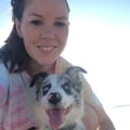 Shelby Royale dog boarding & pet sitting