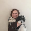 Retired grandma loves dog sitting! dog boarding & pet sitting