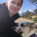 Laura's Kiniski K-9 Retreat dog boarding & pet sitting