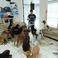 Capital Animal Rescue-Silver Spring dog boarding & pet sitting